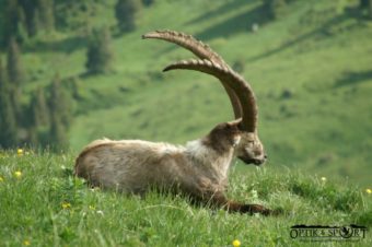 Der älteste Steinbock in dieser Runde