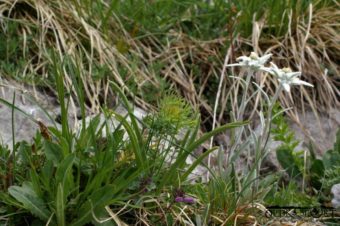 Toll, ein echtes Edelweiss