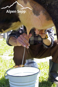 Milchbauer beim Melken