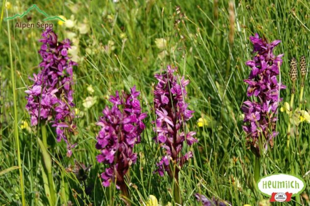 Alpenblumen, Wiesenblumen Samen für die Blumenwiese Aktion