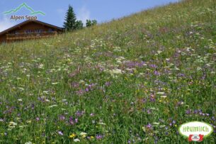 Alpenblumen, Wiesenblumen Samen für die Blumenwiese Aktion