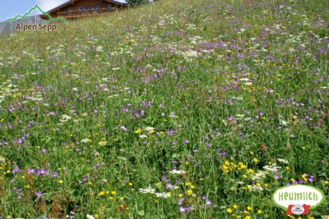 Alpenblumen, Wiesenblumen Samen für die Blumenwiese Aktion