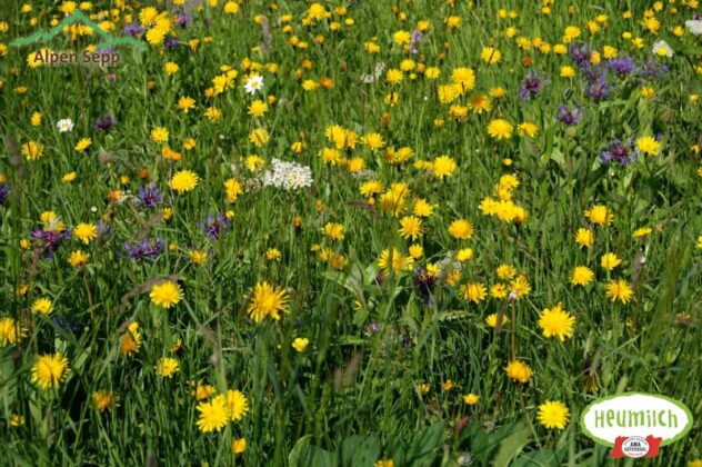Alpenblumen, Wiesenblumen Samen für die Blumenwiese Aktion