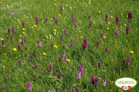 Alpenblumen, Wiesenblumen Samen für die Blumenwiese Aktion