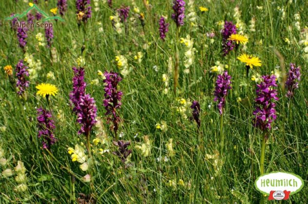 45+ Samen Für Wiesenblumen, Anschließend werden die samen in die