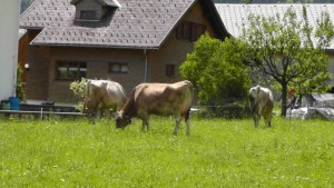 Bauernhof in Mellau