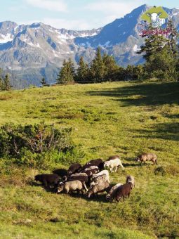 Montafoner Steinschaft Alpenlandschaft