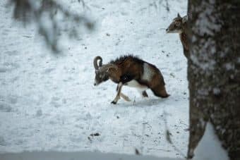Wild hat Hunger und verhungert
