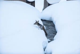 Wild hat Hunger und verhungert