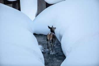 Wild hat Hunger und verhungert