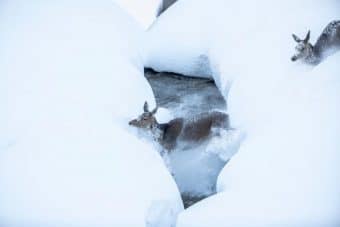Wild hat Hunger und verhungert