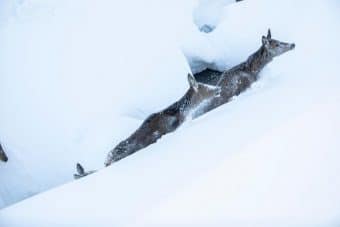 Wild hat Hunger und verhungert