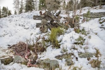 Wild hat Hunger und verhungert