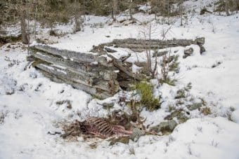 Wild hat Hunger und verhungert