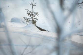 Wild hat Hunger und verhungert