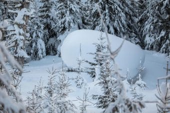 Wild hat Hunger und verhungert