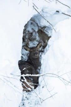Wild hat Hunger und verhungert