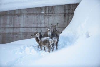 Wild hat Hunger und verhungert