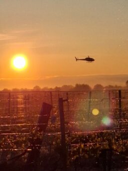 Frostbekämpfung Weinreben mit Helikopter Heggenberger