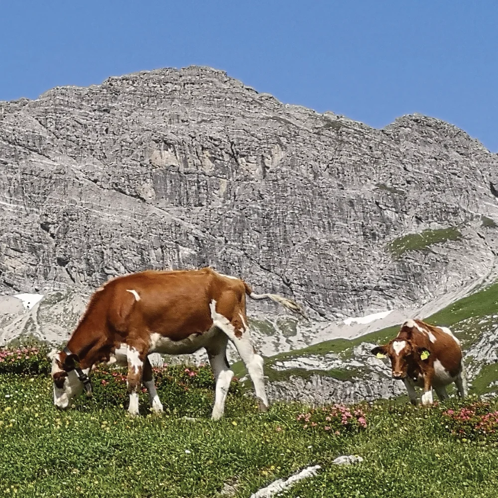 Milchkühe in den Bergen