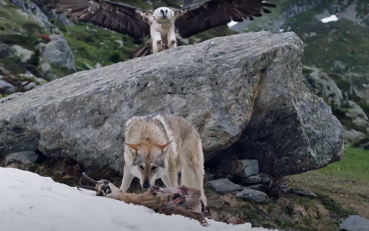 Wolf in Vorarlberger Alpen | Zusammenleben und Alpenwirtschaft