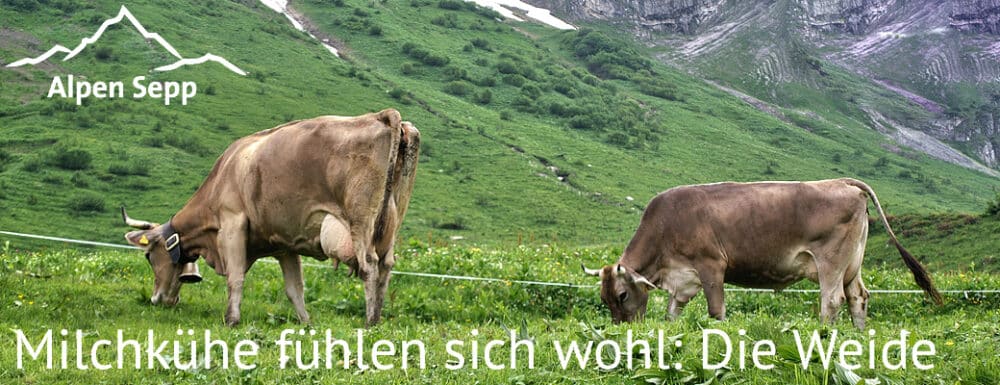 Milchkühe Heumilch